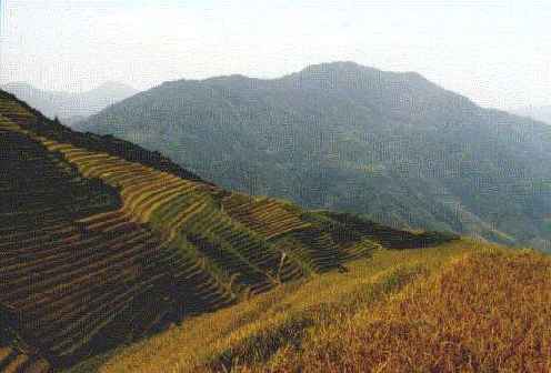 Beautiful rice terrace near Longshen
