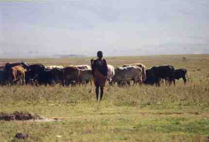 massai 